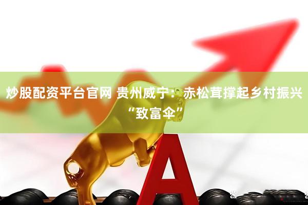 炒股配资平台官网 贵州威宁：赤松茸撑起乡村振兴“致富伞”